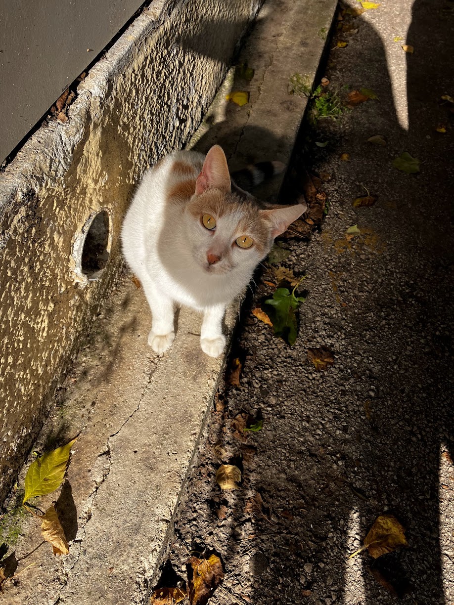 Corfu cat
