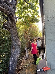 people picking persimmons