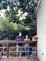 people picking persimmons