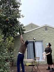 people picking persimmons