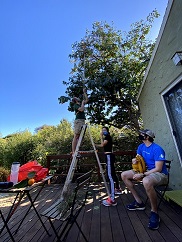 people picking persimmons