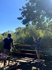 people picking persimmons