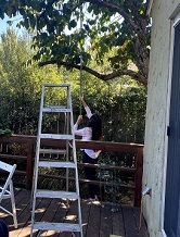 people picking persimmons