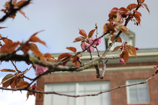 Flowers at church