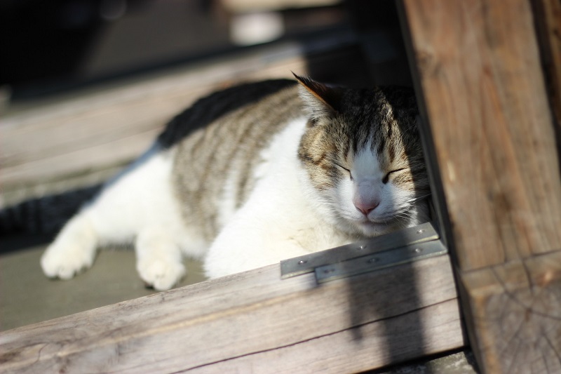 Tsukiji Cat